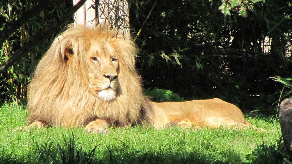 nach Deutschkurs Leipzig entdecken - Zoo Leipzig